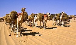 Camels carrying baggage in the desert