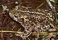 A Rugstreeppadde (Bufo calamita) 's nachs