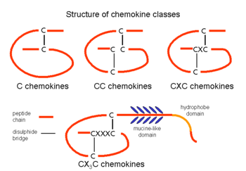 Structure of chemokine classes