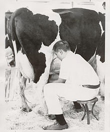 A 4-H member milks his cow, 1954.