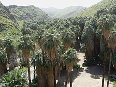 W. filifera in Palm Canyon, Santa Rosa and San Jacinto Mountains National Monument