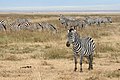 20. Zebrák (Equus quagga) a Ngorongoro kráterben (Tanzánia) (javítás)/(csere)