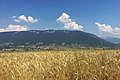 Le Semnoz vu depuis un champ de blé au sommet de colline d'Héry-sur-Alby