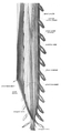 A longer view of the spinal cord.