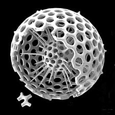 Cutaway schematic diagram of a spherical radiolarian shell