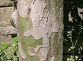 幹は、樹皮が剥がれ落ちて独特の幹肌になる。