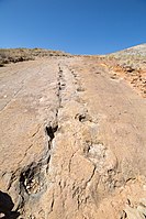 Dinosaur footprints from Torotoro National Park in Bolivia.