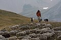 Image 45Sheep in the Parc National des Ecrins (France) (from Livestock)