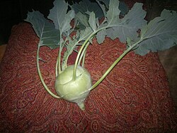 Kohlrabi