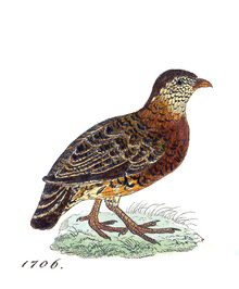 Perdix charltoni - 1820-1863 - Print - Iconographia Zoologica - Special Collections University of Amsterdam - UBA01 IZ17100103.png