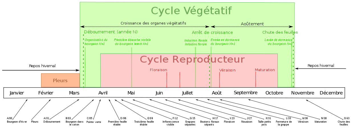 Stades phénologiques, cycles végétatif et reproducteur de la vigne dans l'hémisphère nord.