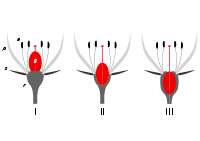 Insertion point: There are three positions of insertion of the ovary at the base of a flower: I superior; II half-inferior; III inferior. The 'insertion point' is where the androecium parts (a), the petals (p), and the sepals (s) all converge and attach to the receptacle (r). (Ovary=gynoecium (g).)