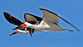 Black Skimmer Close Flying.jpg