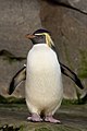 Northern rockhopper penguin, Eudyptes (chrysocome) moseleyi
