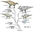 Image 16 Hadrosauroidea Image credit: Debivort Representative dinosaurs of the Hadrosauroidea superfamily. The family Hadrosauridae contains the dinosaurs commonly known as "duck-billed" dinosaurs. They were ubiquitous herbivores during the Cretaceous period, and prey to theropoda such as Tyrannosaurus. The individual drawings represent typical genera. All these groups were alive in the late Cretaceous, and are generally known only from a single fossil site. Animals are shown to scale. More selected pictures