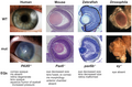 Image 6The pax-6 gene controls development of eyes of different types across the animal kingdom. (from Evolutionary developmental biology)