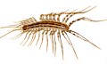 Image 13The house centipede Scutigera coleoptrata has rigid sclerites on each body segment. Supple chitin holds the sclerites together and connects the segments flexibly. Similar chitin connects the joints in the legs. Sclerotised tubular leg segments house the leg muscles, their nerves and attachments, leaving room for the passage of blood to and from the hemocoel (from Arthropod exoskeleton)