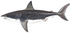 White shark (Duane Raver).png