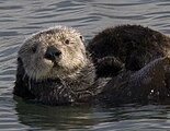 Though endangered, the sea otter has a relatively large population.