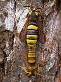 Mating
