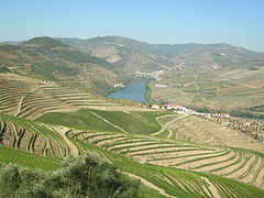 The cultivated hillsides of the Douro river valley of Northern Portugal