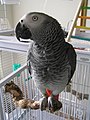 The African grey parrot is a renowned talker.