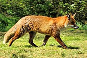 Red fox on grass