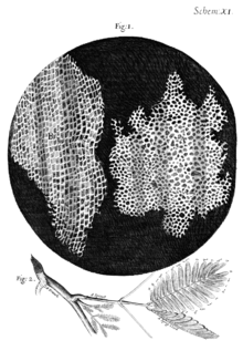 Cork Micrographia Hooke.png