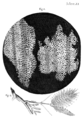 Image 18In Micrographia, Robert Hooke had applied the word cell to biological structures such as this piece of cork, but it was not until the 19th century that scientists considered cells the universal basis of life. (from History of biology)