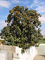 Loquat (Eriobotrya japonica), a fruit tree typical by flowering in autumn