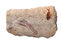 Image 67Specimen from a palaeontological site of Lebanon, by Mila Zinkova (from Wikipedia:Featured pictures/Sciences/Geology)
