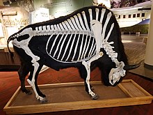 Un'esposizione museale mostra lo scheletro completo di un bisonte americano maschio adulto.