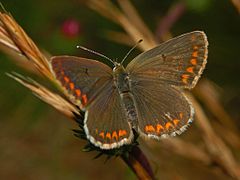 Агестис (Aricia agestis)