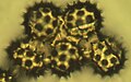 Pollenkörner (400×)