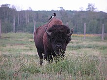 Foto einer Hudsonelster auf einem Bison