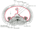 Horizontal disposition of the peritoneum in the lower part of the abdomen