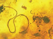 detailní záběr na hlístici konzervovanou v jantaru, vedle níž spočívá uhynulý mravenec