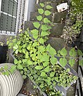 Young plant with dentate-to-finely-lobed foliage, growing as window box weed, in London's Notting Hill Gate