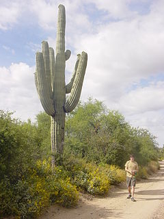 Saguaro, Arizona