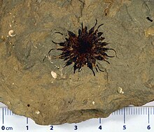 A slab of gray rock with a dark-reddish brown fruit imprint featuring fronds around its circumference