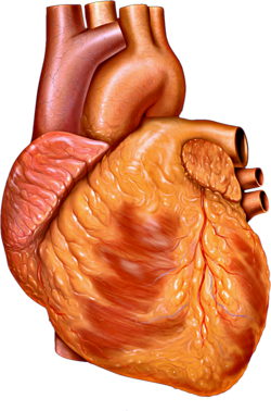 Heart anterior exterior view.png