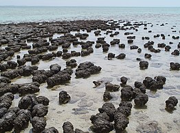 Los Estromatolitos se formaron por microorganismos creciendo en capas para evitar ser sepultados por los sedimentos.