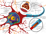Diagrama completo de una neurona