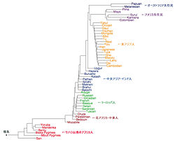 変動ゲノムワイドパターンから求められる５１集団の遺伝的系統樹 Science vol319(22 FEBRUARY 2008)