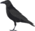 Carrion crow.png