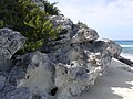 Holocene eolianite on Long Island, The Bahamas.