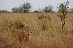 Lion in Kruger National Park, South Africa, blending in with the tall grass