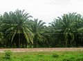 Palm plantation in Magdalena. Colombia is one of the top 5 palm oil producers in the world.