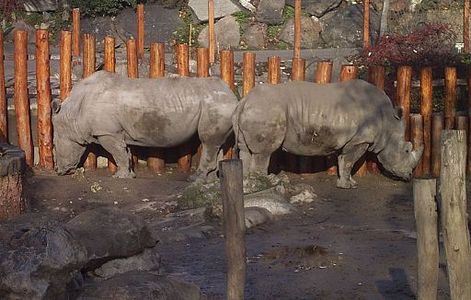 Blankaj rinoceroj (Carotherium simum) en bestoĝardeno de Budapeŝto