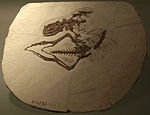 A specimen of Dalinghosaurus longidigitus, on display at the museum.